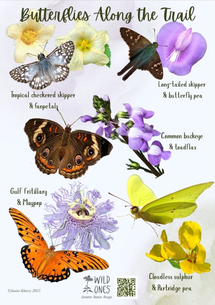 Illustration of butterflies and their host flowers.